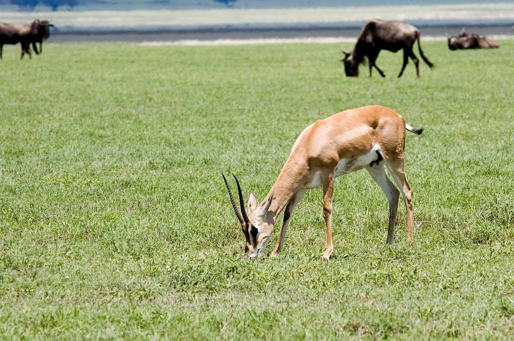 Ngorongoro Thomsons02.jpg - Thompson’s Gazelle (Gazella rufifrons), Tanzania March 2006